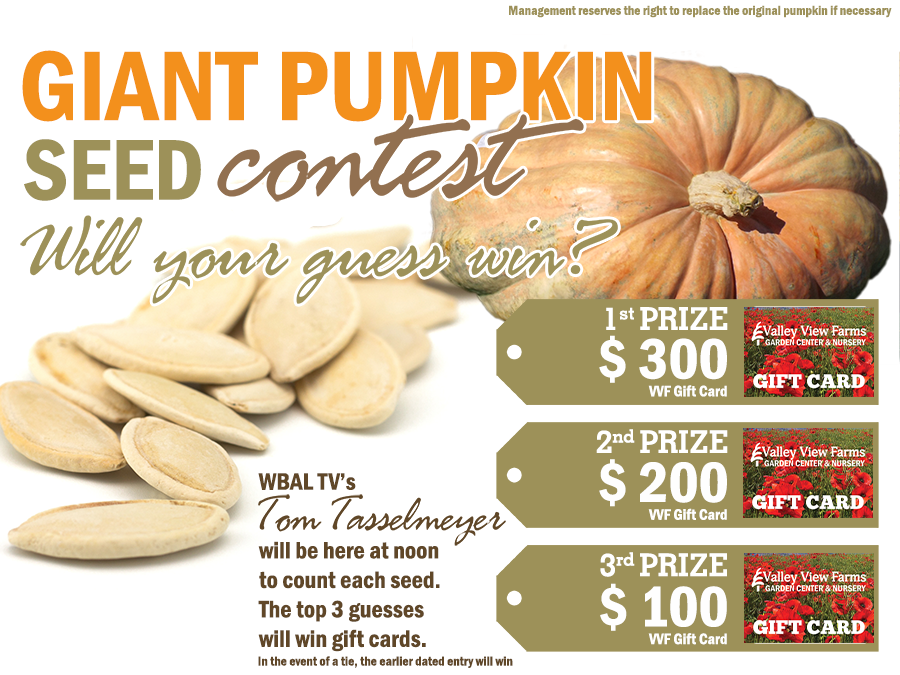 Pumpkin Seed Contest